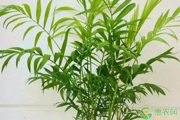 袖珍椰子喜陰還是喜陽(yáng)？-圖片版權(quán)歸惠農(nóng)網(wǎng)所有