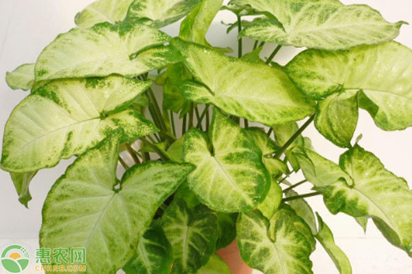 白蝴蝶植物适合家养吗？-图片版权归惠农网所有