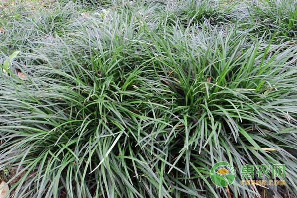 麦冬怎么种植产量才高？-图片版权归惠农网所有
