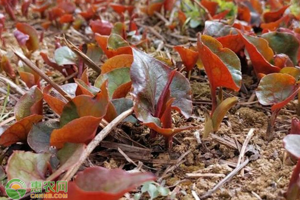 折耳根怎么种植高产？-图片版权归惠农网所有