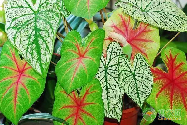 彩葉芋喜陰還是喜陽？-圖片版權(quán)歸惠農(nóng)網(wǎng)所有