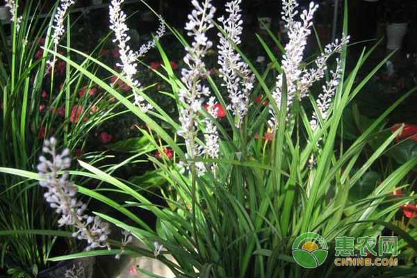 麦冬怎么种植产量才高？-图片版权归惠农网所有
