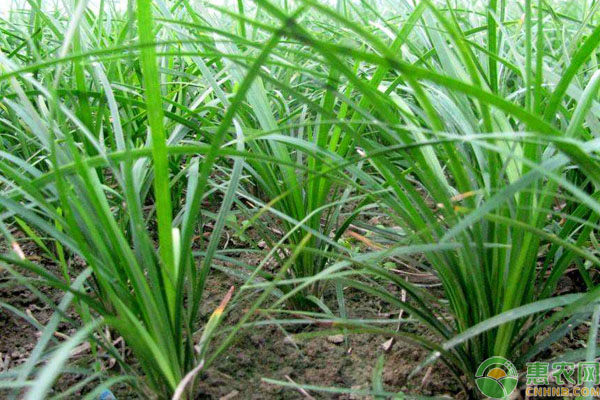 麦冬怎么种植产量才高？-图片版权归惠农网所有