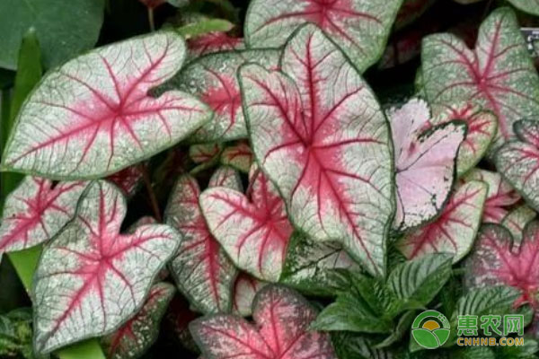 彩葉芋喜陰還是喜陽？-圖片版權(quán)歸惠農(nóng)網(wǎng)所有