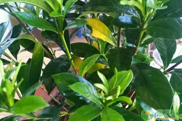 梔子花葉子發(fā)黃的原因和解決方法-圖片版權歸惠農(nóng)網(wǎng)所有