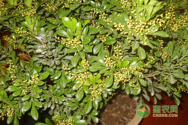 米蘭花黃葉掉葉子怎么挽救？-圖片版權(quán)歸惠農(nóng)網(wǎng)所有