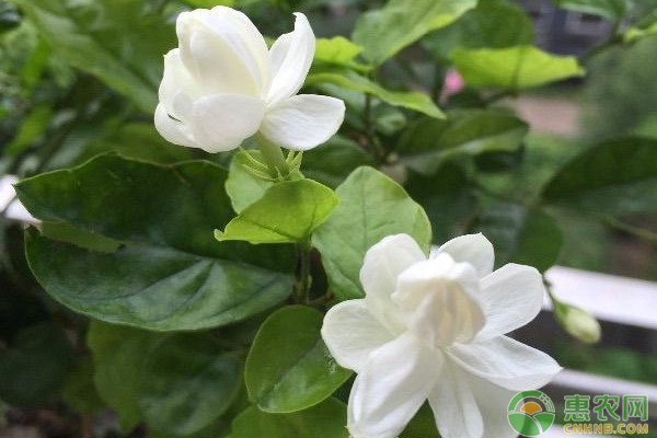 茉莉花葉子發(fā)黃干枯掉葉子怎么辦？-圖片版權(quán)歸惠農(nóng)網(wǎng)所有
