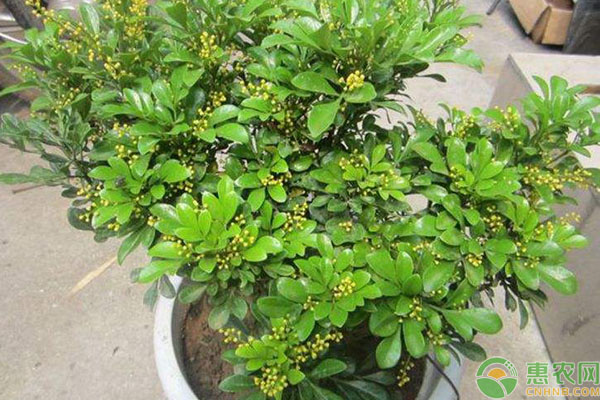 米蘭花黃葉掉葉子怎么挽救？-圖片版權(quán)歸惠農(nóng)網(wǎng)所有