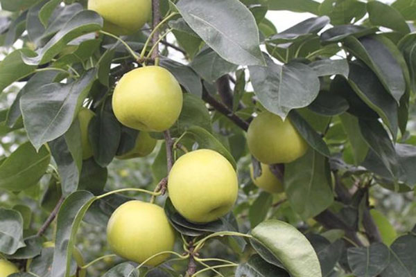 10亩梨树一年利润多少？