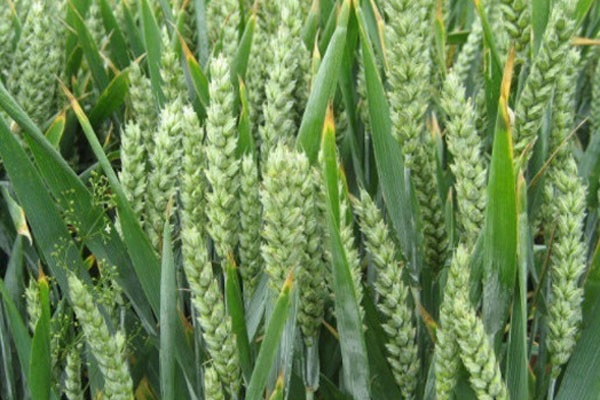 十大小麦品种排行榜前十名
