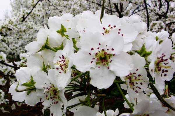 梨花花语是什么？