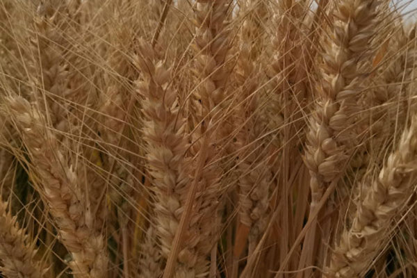 2024小麦品种排行榜前十名
