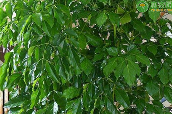 幸福樹葉子發(fā)黃干枯掉落怎么辦？-圖片版權(quán)歸惠農(nóng)網(wǎng)所有
