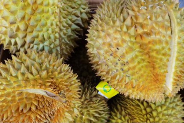 马来西亚榴莲品种十大排名