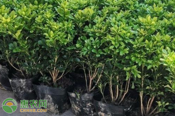 米蘭花黃葉掉葉子怎么挽救？-圖片版權(quán)歸惠農(nóng)網(wǎng)所有
