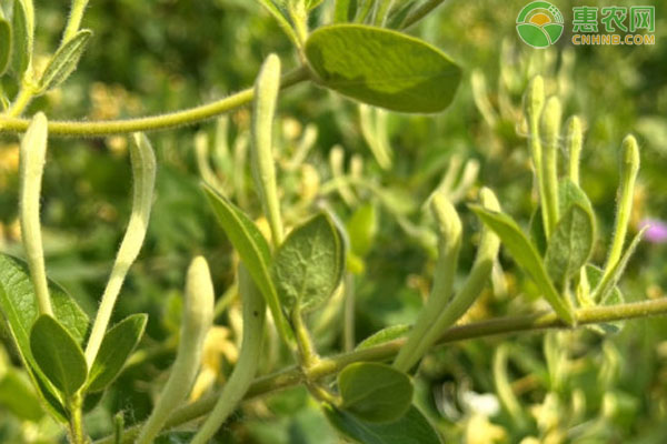 金銀花如何種植？-圖片版權(quán)歸惠農(nóng)網(wǎng)所有