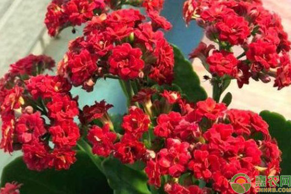 長壽花不開花的原因和處理方法-圖片版權(quán)歸惠農(nóng)網(wǎng)所有