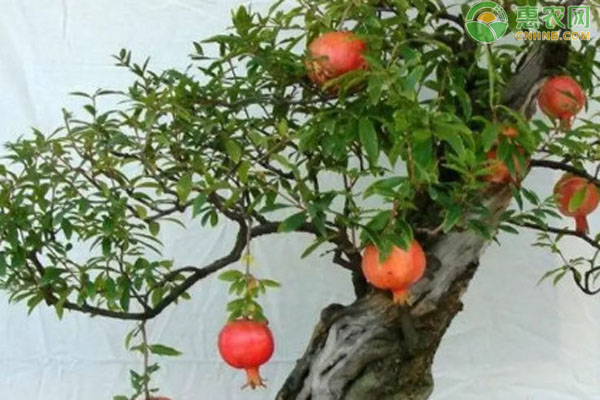 盆栽石榴的種植方法和注意事項(xiàng)-圖片版權(quán)歸惠農(nóng)網(wǎng)所有
