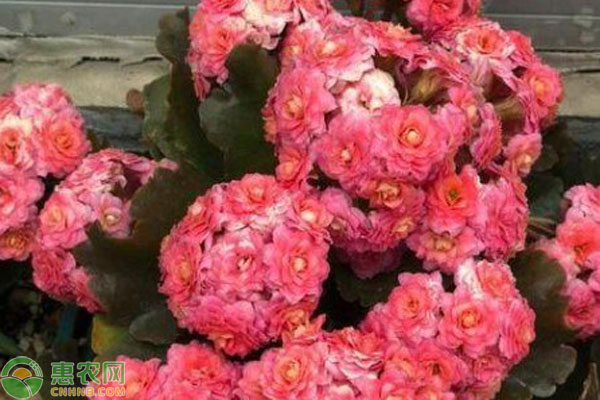 長壽花不開花的原因和處理方法-圖片版權(quán)歸惠農(nóng)網(wǎng)所有