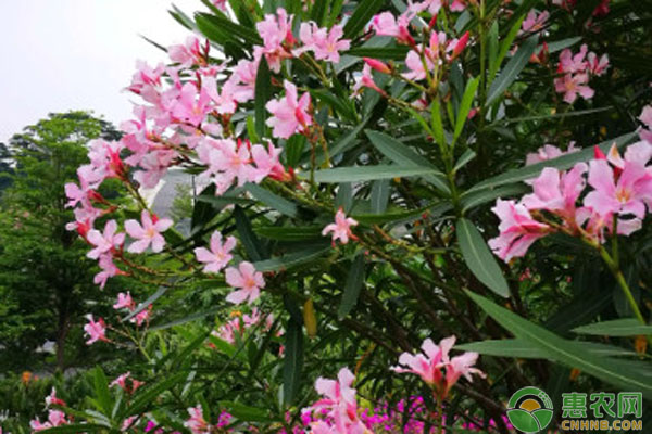 夾竹桃種植注意事項-圖片版權(quán)歸惠農(nóng)網(wǎng)所有