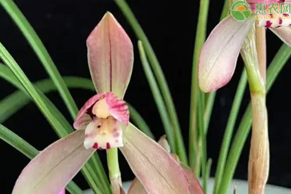 蘭花不開花的原因及解決方法-圖片版權(quán)歸惠農(nóng)網(wǎng)所有