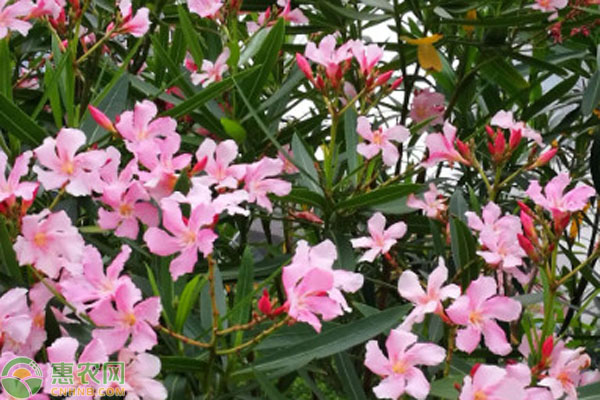 夾竹桃種植注意事項-圖片版權(quán)歸惠農(nóng)網(wǎng)所有