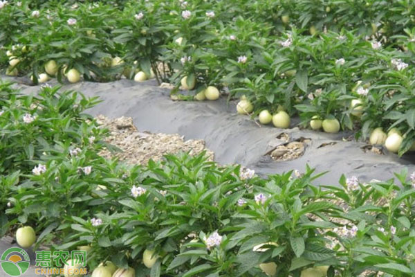 人參果開花不結(jié)果怎么辦？-圖片版權(quán)歸惠農(nóng)網(wǎng)所有