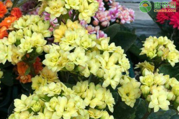 長壽花不開花的原因和處理方法-圖片版權(quán)歸惠農(nóng)網(wǎng)所有