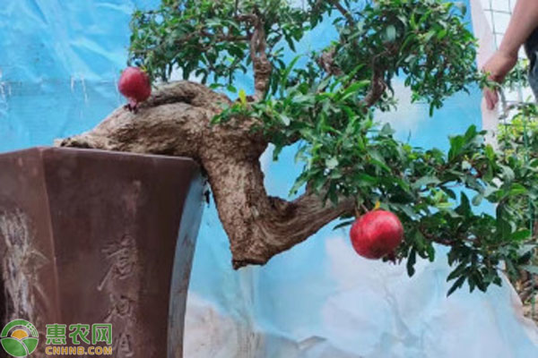 盆栽石榴的種植方法和注意事項(xiàng)-圖片版權(quán)歸惠農(nóng)網(wǎng)所有