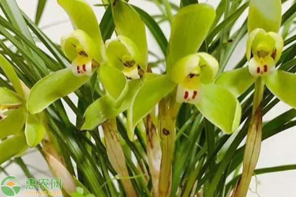 蘭花不開花的原因及解決方法-圖片版權(quán)歸惠農(nóng)網(wǎng)所有