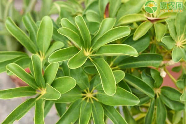 鴨掌木葉子發(fā)黃脫落怎么回事？-圖片版權(quán)歸惠農(nóng)網(wǎng)所有