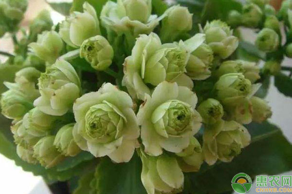 長(zhǎng)壽花掉葉子是怎么回事？-圖片版權(quán)歸惠農(nóng)網(wǎng)所有