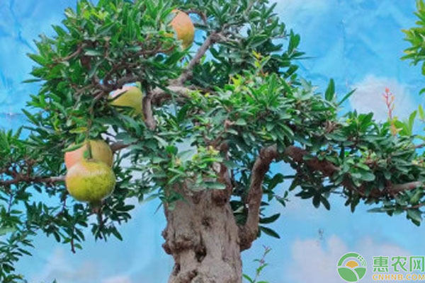 盆栽石榴的種植方法和注意事項(xiàng)-圖片版權(quán)歸惠農(nóng)網(wǎng)所有
