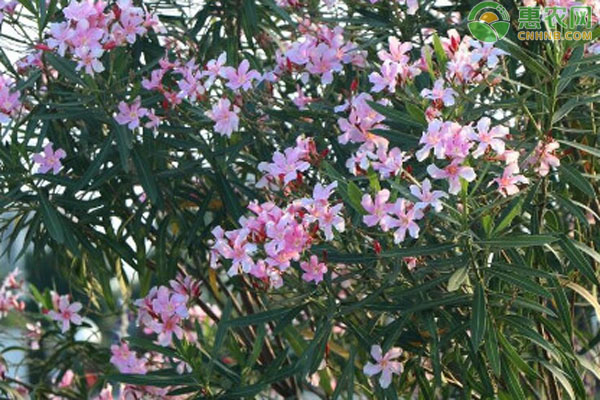 夾竹桃種植注意事項-圖片版權(quán)歸惠農(nóng)網(wǎng)所有