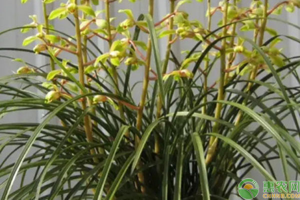 蘭花不開花的原因及解決方法-圖片版權(quán)歸惠農(nóng)網(wǎng)所有