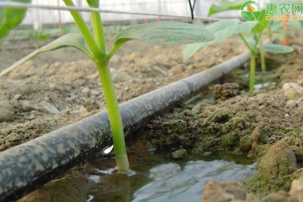 下雨天施肥的正确方法-图片版权归惠农网所有