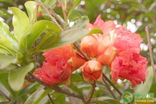 石榴樹(shù)只長(zhǎng)枝條不開(kāi)花什么原因？-圖片版權(quán)歸惠農(nóng)網(wǎng)所有