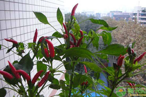 陽臺種辣椒只開花不結果怎么回事？-圖片版權歸惠農網所有