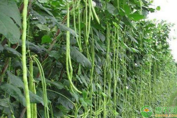 豇豆施肥的正确方法-图片版权归惠农网所有