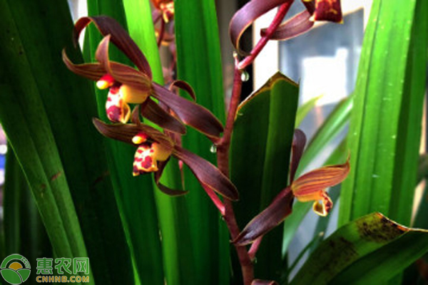墨蘭葉子尖發(fā)黃干枯怎么補(bǔ)救？-圖片版權(quán)歸惠農(nóng)網(wǎng)所有