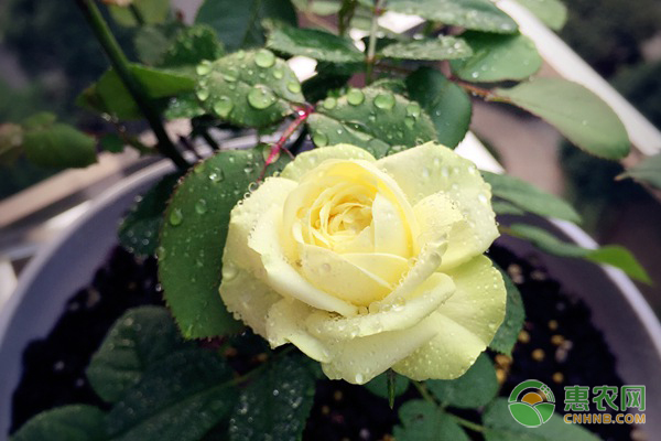 月季花的病蟲(chóng)害怎么防治？-圖片版權(quán)歸惠農(nóng)網(wǎng)所有