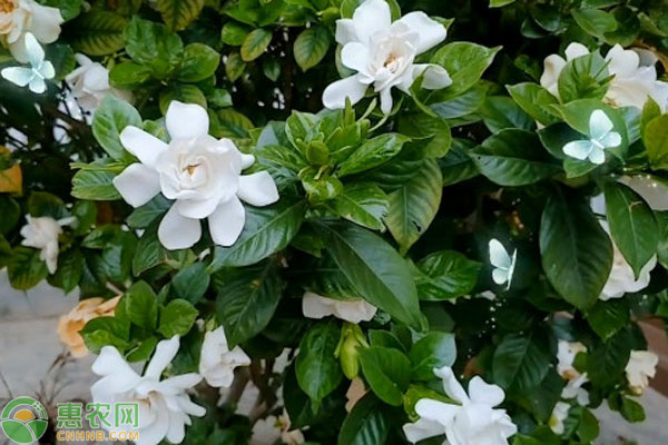 梔子花如何養(yǎng)？-圖片版權(quán)歸惠農(nóng)網(wǎng)所有