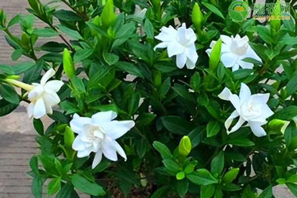 梔子花如何養(yǎng)？-圖片版權(quán)歸惠農(nóng)網(wǎng)所有