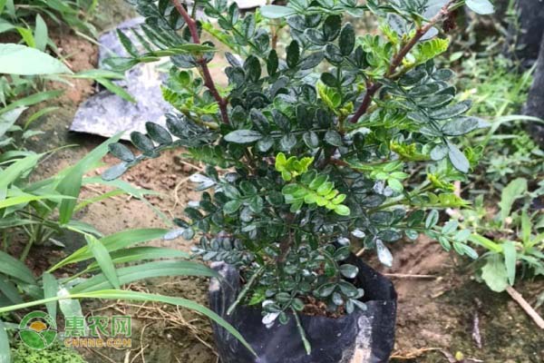 清香木怎么養(yǎng)才茂盛？-圖片版權(quán)歸惠農(nóng)網(wǎng)所有