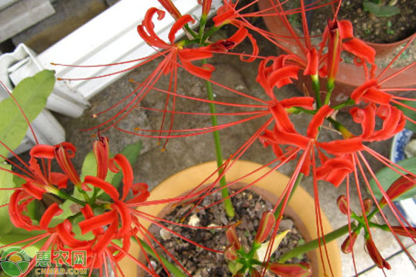 彼岸花可以種在家里嗎？-圖片版權(quán)歸惠農(nóng)網(wǎng)所有