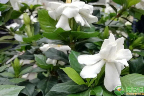 梔子花如何養(yǎng)？-圖片版權(quán)歸惠農(nóng)網(wǎng)所有