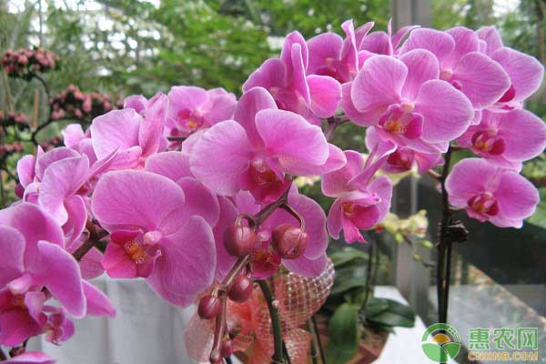蝴蝶蘭怎么養(yǎng)家庭養(yǎng)法？-圖片版權(quán)歸惠農(nóng)網(wǎng)所有
