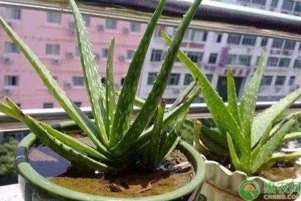 蘆薈怎么扦插才能成活？-圖片版權(quán)歸惠農(nóng)網(wǎng)所有