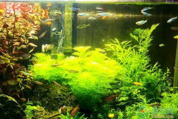 紅綠燈魚(yú)怎么繁殖？-圖片版權(quán)歸惠農(nóng)網(wǎng)所有