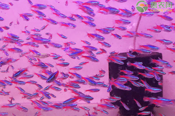 紅綠燈魚(yú)怎么繁殖？-圖片版權(quán)歸惠農(nóng)網(wǎng)所有